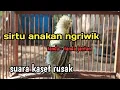 Download Lagu sirtu jantan ngriwik belajar bunyi calon sirtu gacor