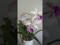 Download Lagu I 🩷 Cattleyas #orchids #urbanjungle #plants
