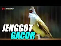 Download Lagu MASTERAN CUCAK JENGGOT GACOR SUPER MBESET