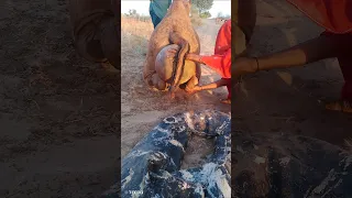 الجمل مستلق والجر ة لا تزال عالقة 