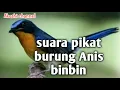 Download Lagu Suara pikat burung Anis binbin mp3