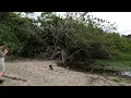 Racoon walk in Cahuita National Park Costa Rica