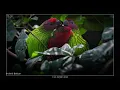 Birds of Papua New Guinea: Exotic Birds of Paradise Slideshow