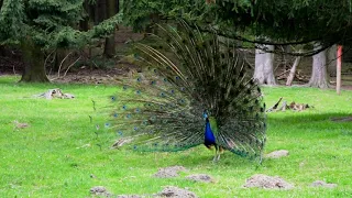 طائر فرخ طاوس جميل جدا دندنها