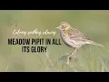 Download Lagu The Meadow Pipit In All Its Glory