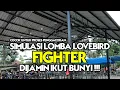 Download Lagu SIMULASI LOMBA LOVEBIRD FIGHTER | TERBUKTI AMPUH MENAIKAN EMOSI \u0026 PROSES PENGGACORAN