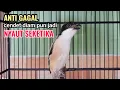 Download Lagu Suara Cendet Gacor Toet toet Efektif Anti Gagal Bikin Cendet Malas pun Langsung Nyaut Bunyi Seketika