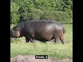 Despite their size hippos can run faster than humans on land