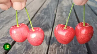when you see this you will never throw away cherry stems again 