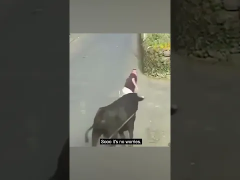 Tourist vs Bull - Think It Through m8.