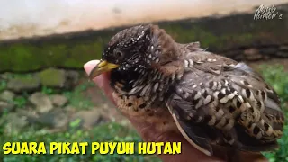 Download Suara pikat puyuh hutan || suara puyuh alas jernih MP3