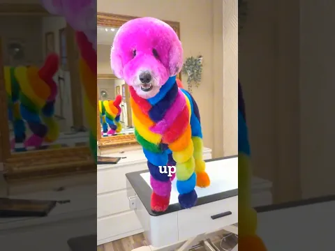 Why People Are FURIOUS at This Dog Groomer 😡