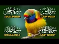 Download Lagu Beautiful Surah Yaseen (Yasin) | Surah Rahman | Surah Waqiah | Surah Mulk