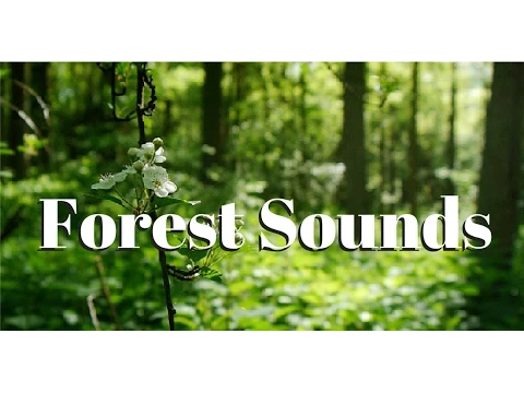Download MP3 Nature sounds Meditation forest sounds of birds singing relaxation - 4 minutes