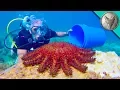 Download Lagu LOOKOUT! Toxic Starfish!