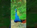 Download Lagu bird dance