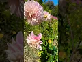 Download Lagu Sweet Nathalie Dahlia #dahlias #gardenobsessed #beautifulgarden #gardenbliss #growflowers