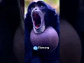 Download Lagu Siamang  #monkey #animals #shorts