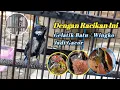 Download Lagu Cara meracik pakan gelatik batu menggunakan kacang tanah dan Voer leopard