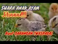 Download Lagu Suara Anak Ayam buat pancingan garangan / musang ( PASTI NONGOL )