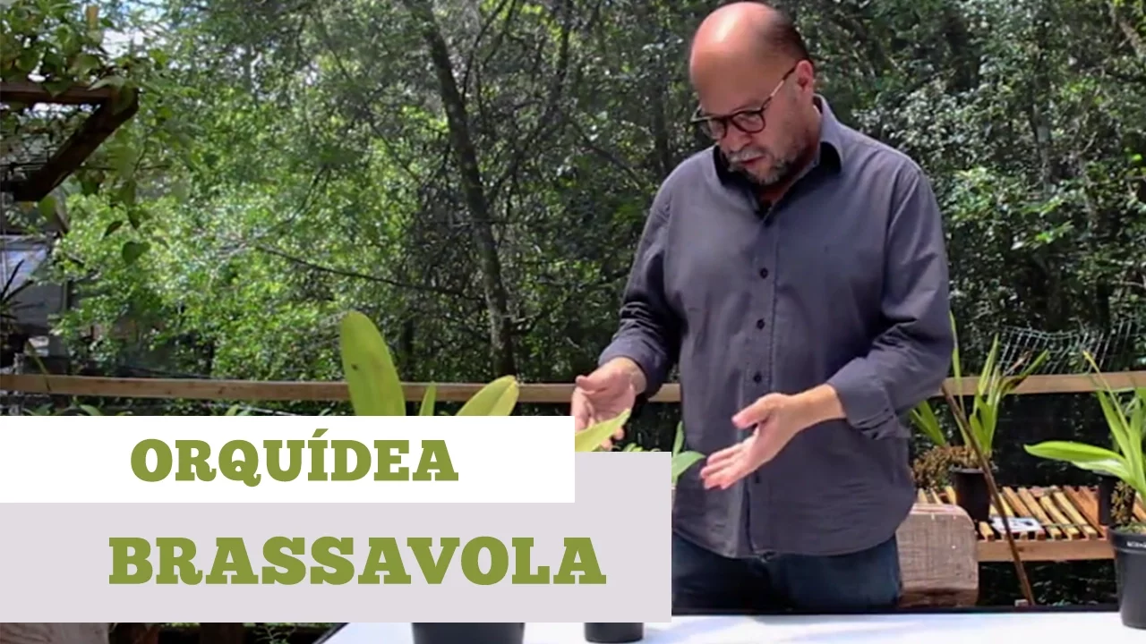 COMO CUIDAR DE ORQUIDEA BRASSAVOLA