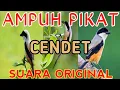 Download Lagu SUARA PIKAT BURUNG CENDET AMPUH || MASTER PIKAT CENDET 1.000% 🐦