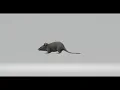 rat spin