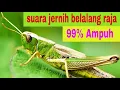 suara jernih belalang raja 99% ampuh