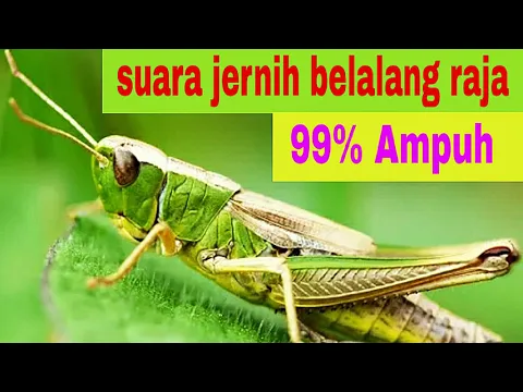 Download MP3 suara jernih belalang raja 99% ampuh