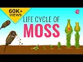 Download Lagu What is the Lifecycle of a Moss? | Biology | Extraclass.com