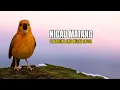 Download Lagu Suara Anis Merah Terbaik 2025 Gacor Panjang | Masteran Burung Juara