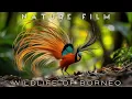Download Lagu Wildlife of Borneo - Animals Documentary in Borneo Rainforest