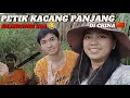 Download Lagu PETIK KACANG PANJANG DI DEKAT LADANG LOBAK NAINAI DI CHINA 🇨🇳