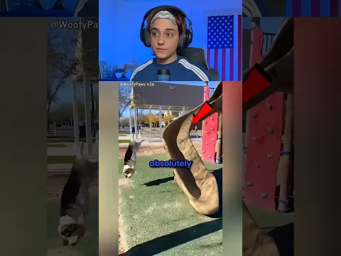 Dogs vs Slides #shorts #funny #viral