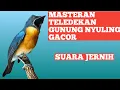 Download Lagu MASTERAN TELEDEKAN GUNUNG NYULING GACOR // pancingan suara TELEDEKAN agar cepat gacor