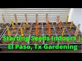 How to Start Seeds Indoors El Paso Gardening