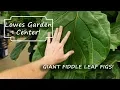 Shopping at Lowes Garden Center Giant Fiddle Leaf Figs Lantana Trees More