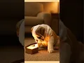 Download Lagu 🥰 Cute!!! Bulldog Puppy Opens the Magic Music Box 🎵✨✨ #puppy #music #play