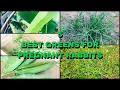 BEST GREENS For Pregnant Rabbits