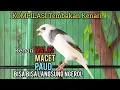 Download Lagu Kenari Gacor Panjang cuit cuit Ngerol, Pancingan Kenari Paud Belajar Bunyi Pun NYAUT Apalagi MACET
