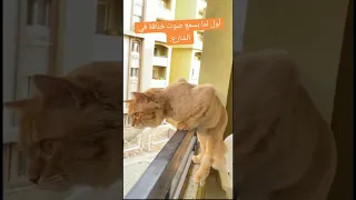 أول اما بسمع صوت خناقة في الشارع          الشارع   اكسبلور  ترند  لايك دندنها