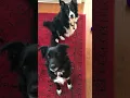 Maggie - MoKan Border Collie Rescue