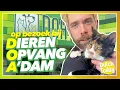 Download Lagu HOE ADOPTEER JE EEN DIER? // Op bezoek bij DOA (Dierenopvang Amsterdam)