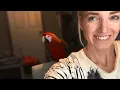 Download Lagu Bringing Home a New Bird | What Day One With a New Bird Looks Like!!!