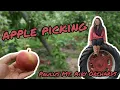 Fall Apple Picking Paulus Mt Airy Orchards Dillsburg PA