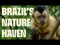 Download Lagu Pantanal: World’s Largest Wetland | FULL DOCUMENTARY | Wildest Latin America | @UltimateNatureDocs