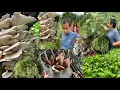 Download Lagu आज हामी बाउछोरी जङ्गल च्याउ खोज्दै सिस्नुको फूल टिप्दै च्याउ कति धेरै ||Rural Life In Village Vlog |