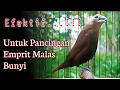Download Lagu mprit kaji malas bunyi? pakai pancingan ini biar gacor‼️ - masteran burung emprit kaji gacor 88.
