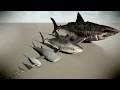 Living And Extinct Shark Size Comparison