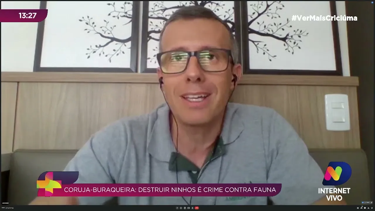 Coruja-buraqueira: destruir ninhos é crime contra fauna, explica biólogo